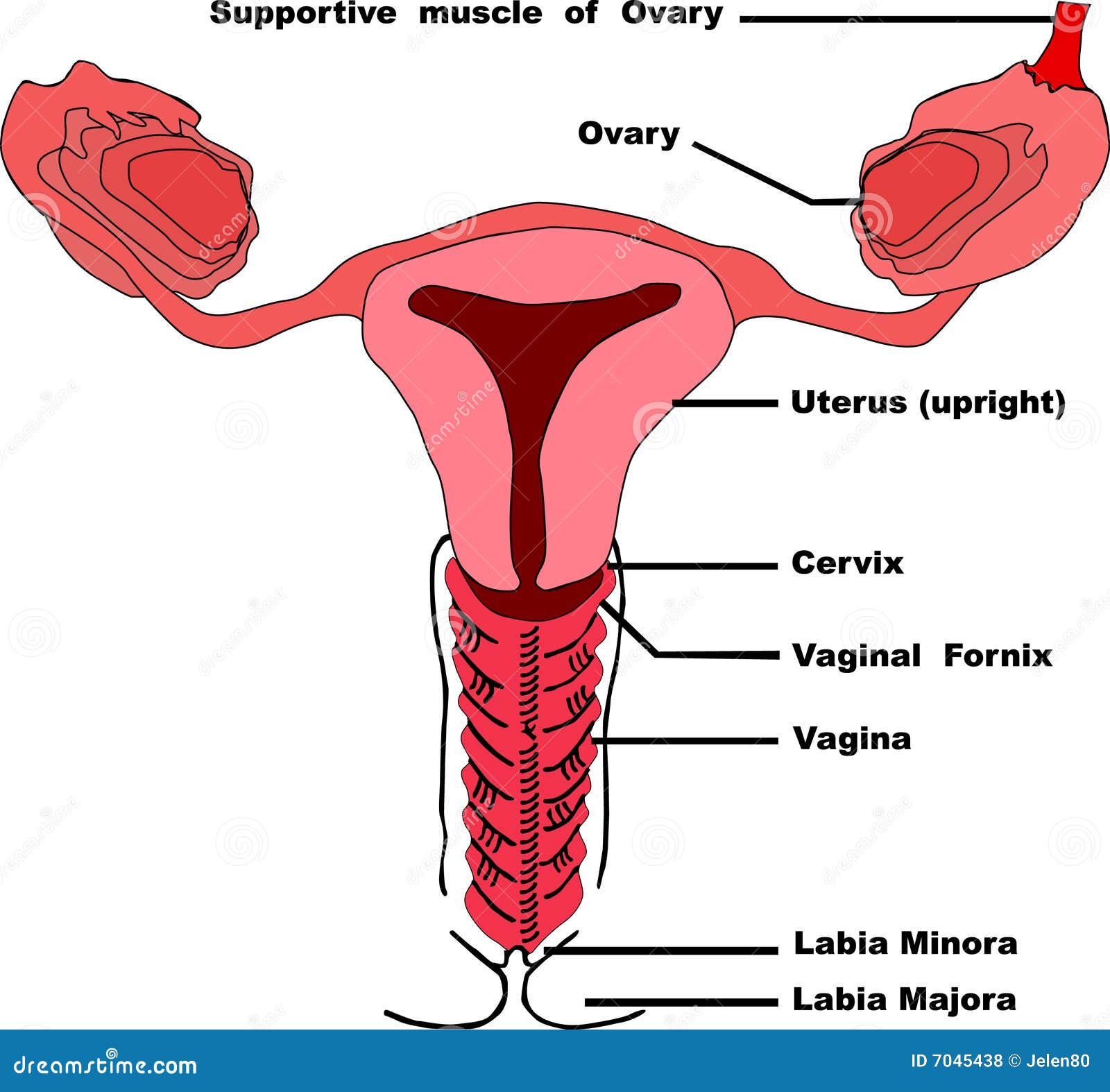 diagram Woman vagina