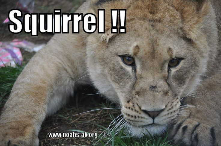 lion Cougar pics funny